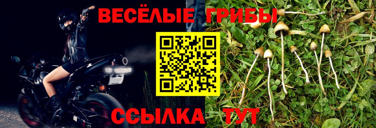 Псилоцибиновые грибы мицелий Владивосток